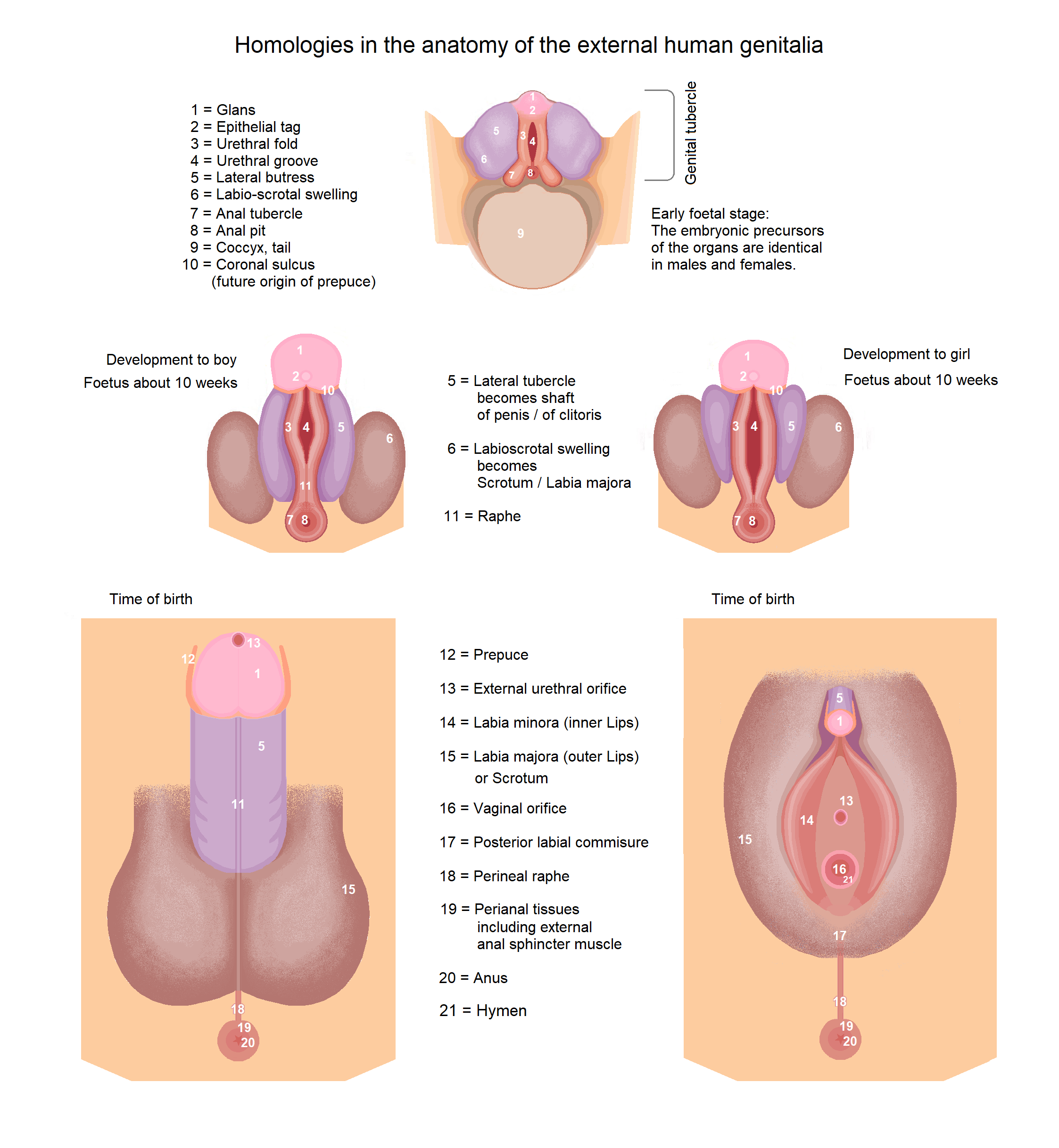 “vulva anatomy” “labia types” “vulva diversity” “normal vulva appearance” “vulva health”