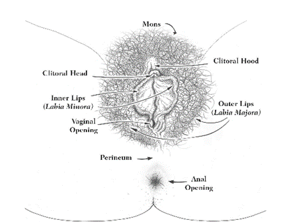 vulva, innie versus outie vagina, sex education, innie vs outie vagina , innie vs outie va , innie pussy , innie vagina , outie vs innie vagina , innie and outie vagina , innie vagina diagram , outie vagina diagram , innie outie vagina diagram