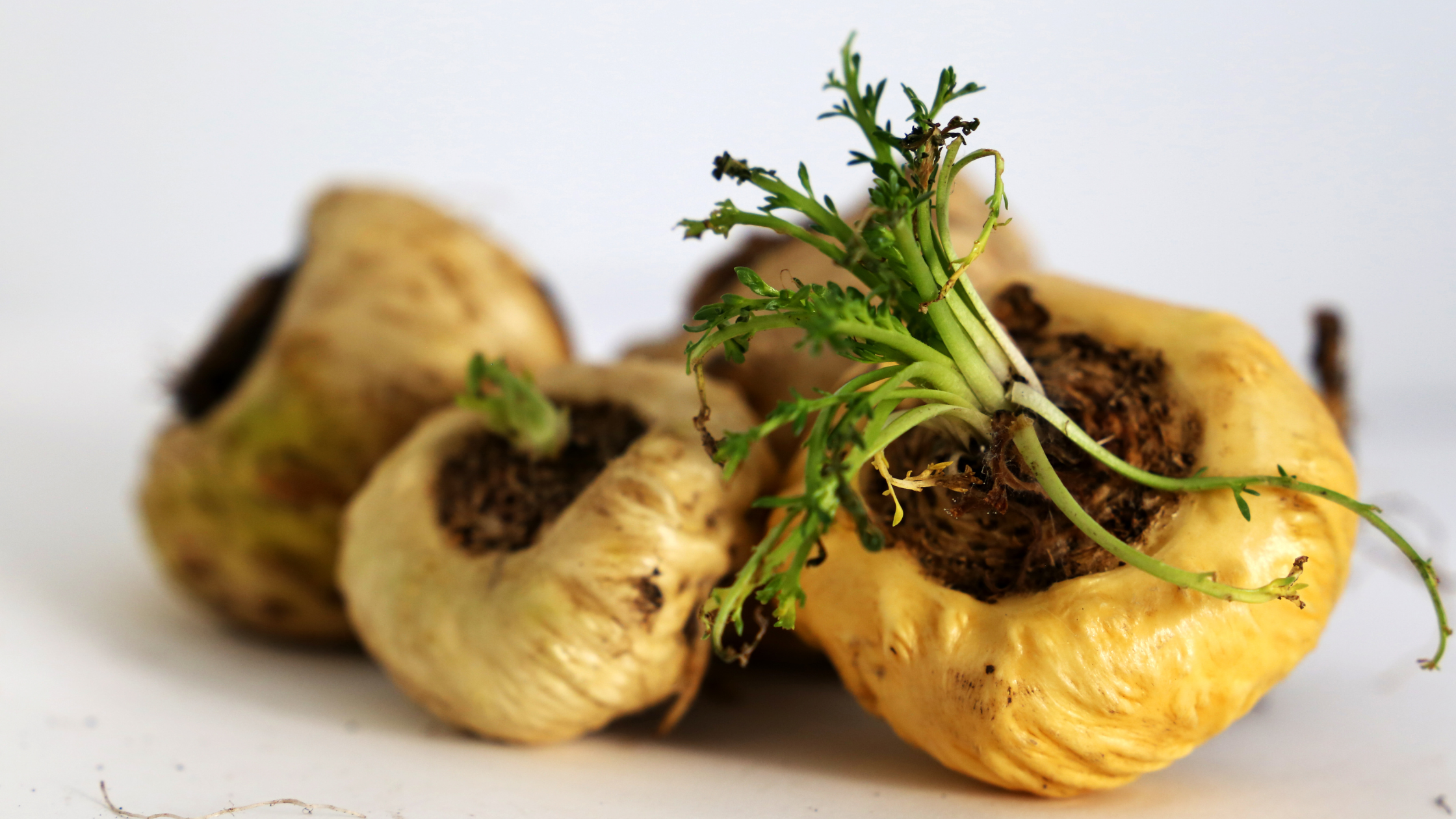 Herbs and Self-Care Practices for Embracing Your Sexual Vitality