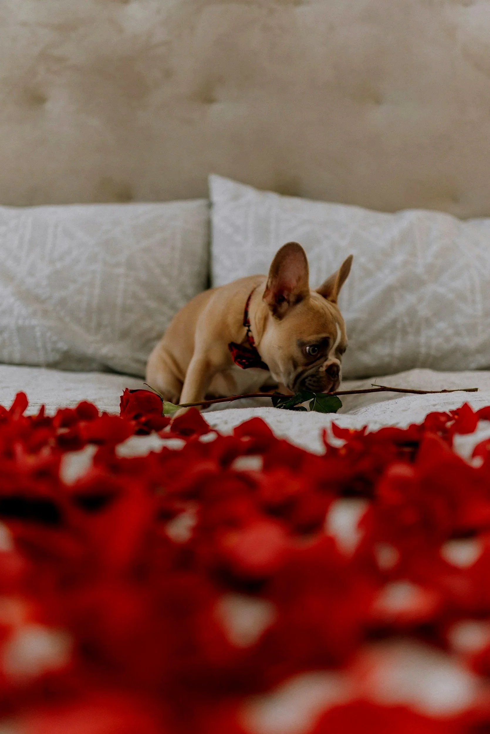 Valentine’s Day in a Sexless Marriage: What It’s Trying to Tell You